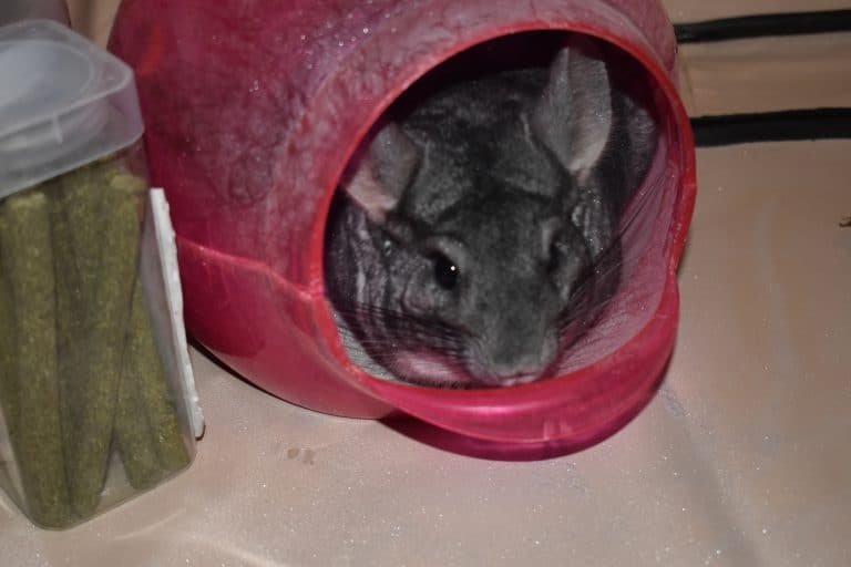 How To Give A Chinchilla A Dust Bath (Step By Step Guide)
