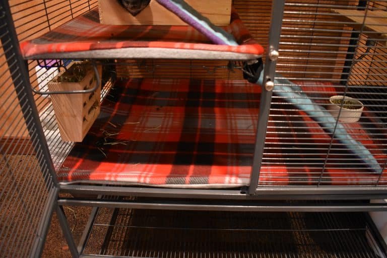 Are Chinchillas Clean? (One Of The Cleanest Pets To Own!)