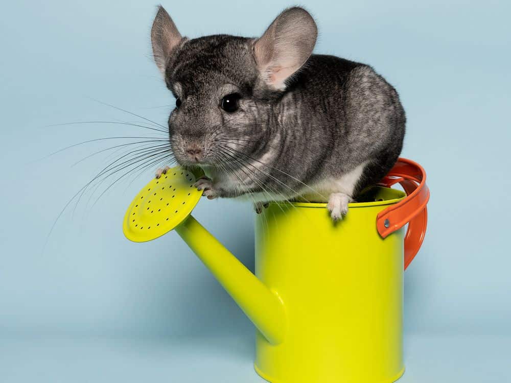 chinchilla on watering can