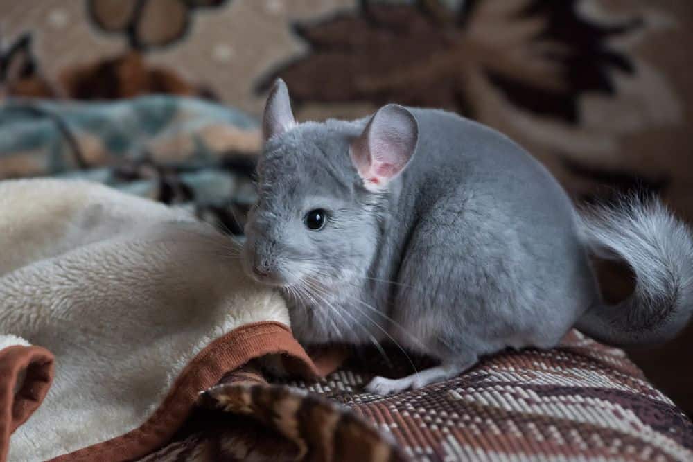 chinchilla roaming the home freely