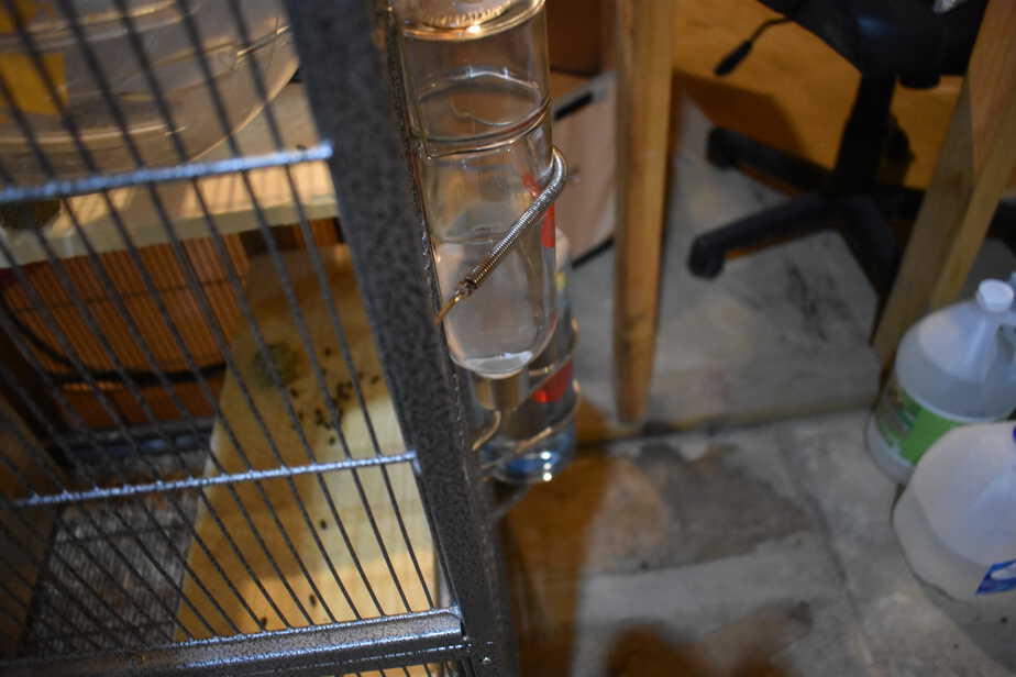 chinchilla water bottle on cage