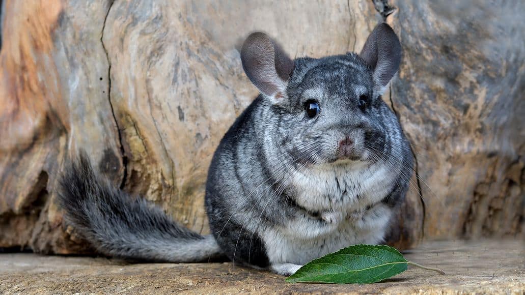 chinchilla with leaf in the wild
