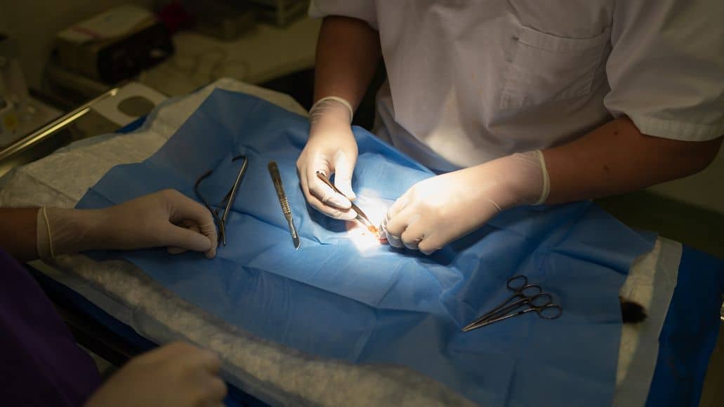 veterinarian treating paralyzed rear legs in a chinchilla