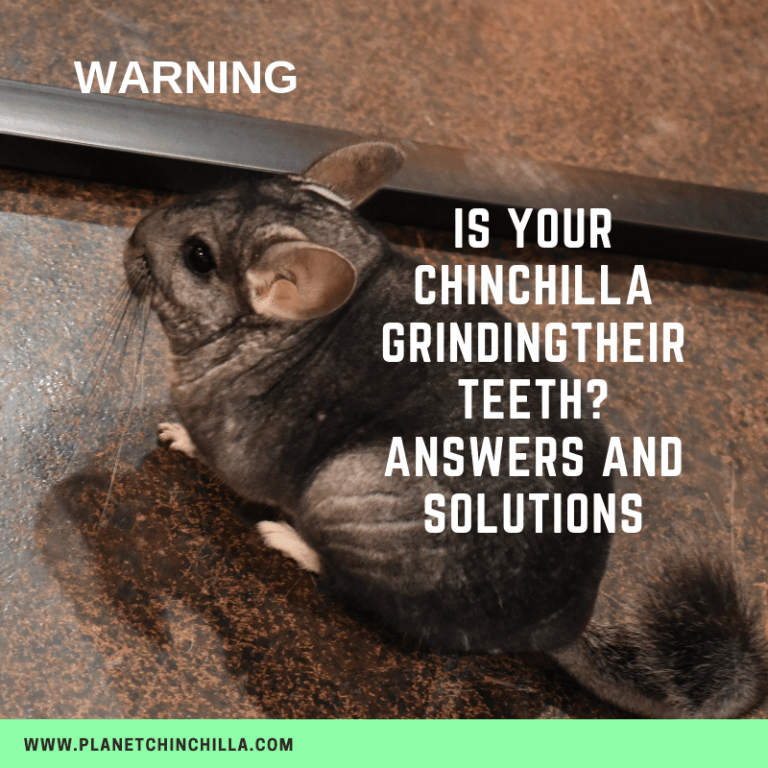 Why Do Chinchillas Grind Their Teeth? (4 Common Reasons)