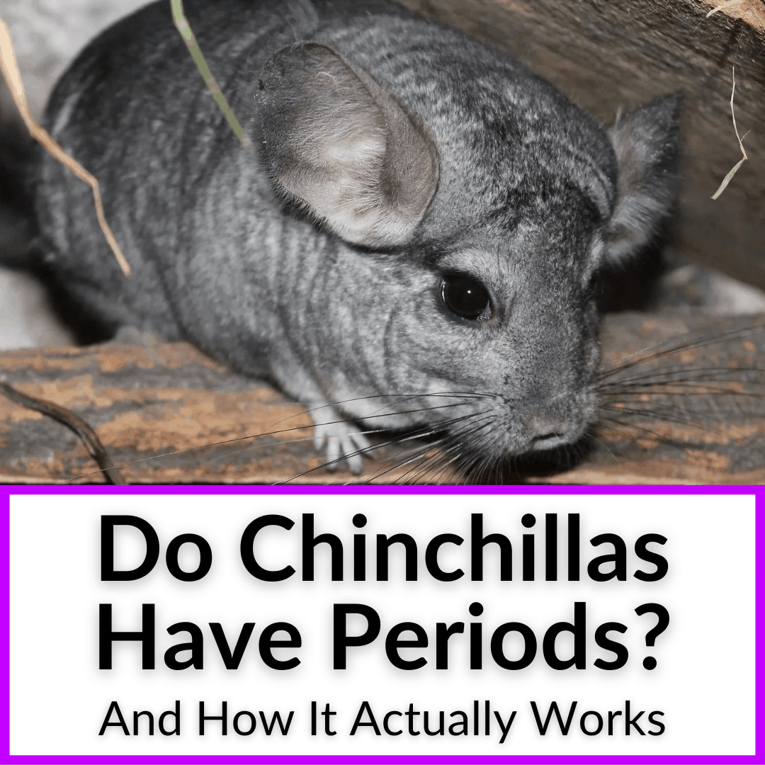 how can you tell if a chinchilla is pregnant