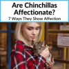 Are Chinchillas Affectionate
