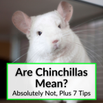Are Chinchillas Mean