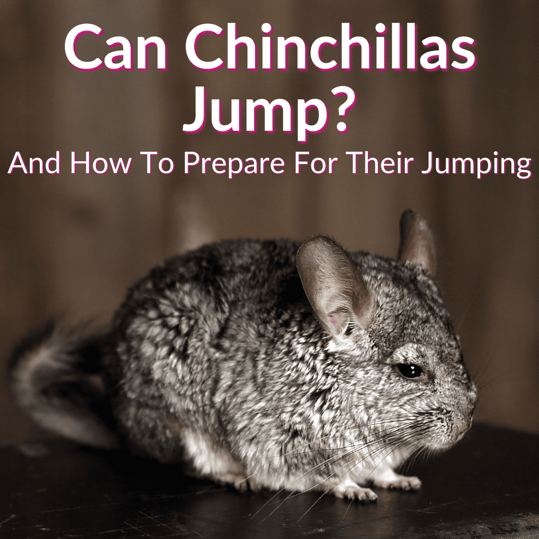 Can Chinchillas Jump