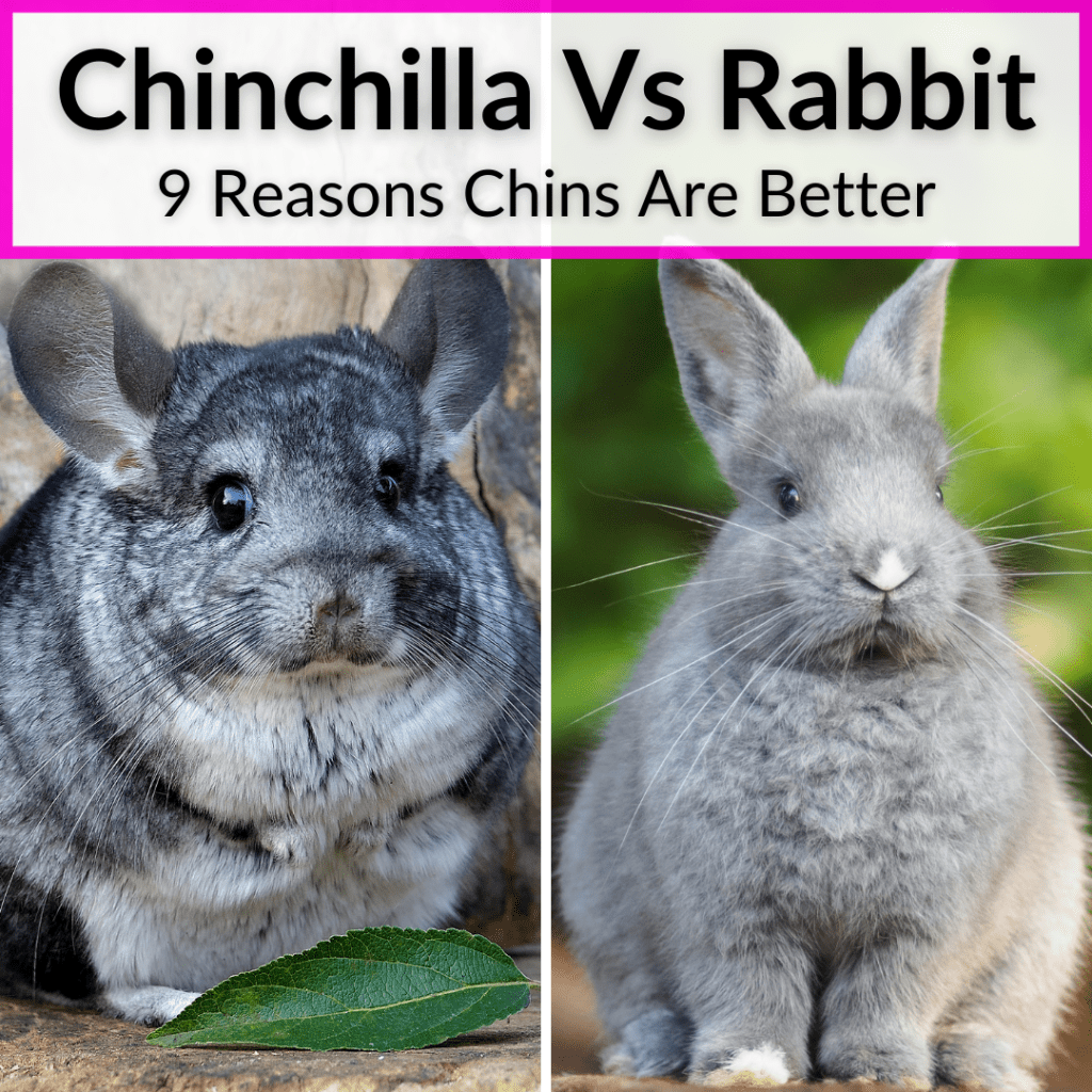 Cinchilla Rabbit Chinchilla Vs Rabbit (9 Reasons Chins Are Better)