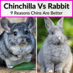 Chinchilla Vs Rabbit