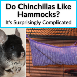 Do Chinchillas Like Hammocks