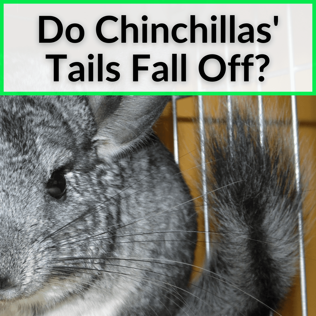 Do Chinchillas Tails Fall Off