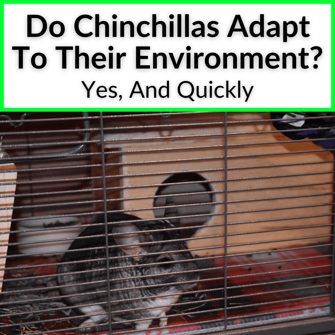 Do Chinchillas Adapt To Their Environment