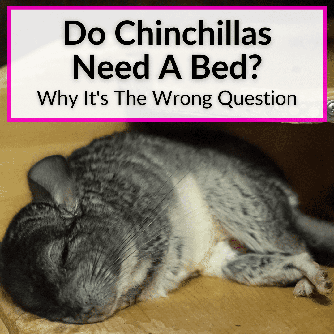 Do Chinchillas Need A Bed