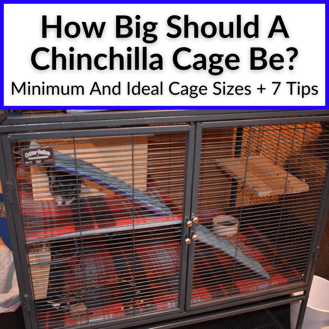 How Big Should A Chinchilla Cage Be