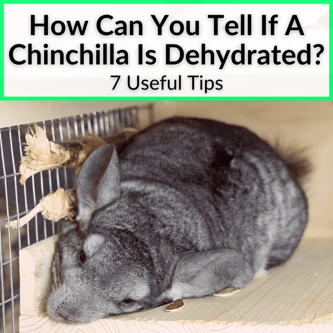 How Can You Tell If A Chinchilla Is Dehydrated