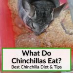 What Do Chinchillas Eat