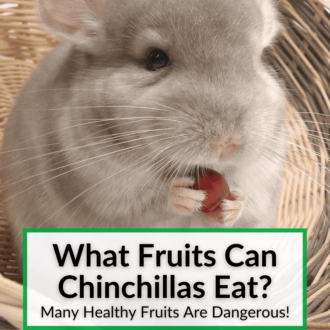What Fruits Can Chinchillas Eat