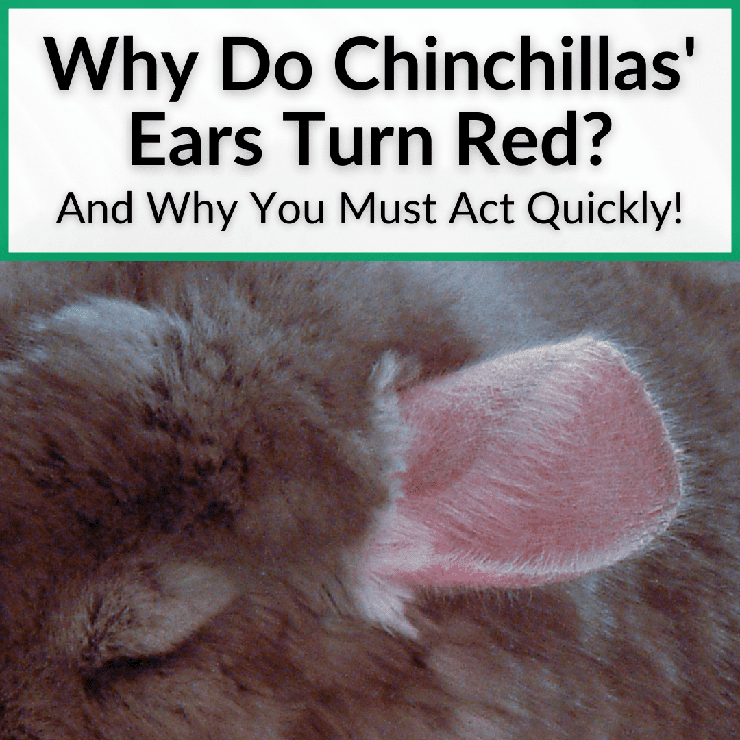 Why Do Chinchillas Ears Turn Red