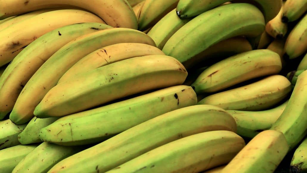 bananas bad for chinchillas
