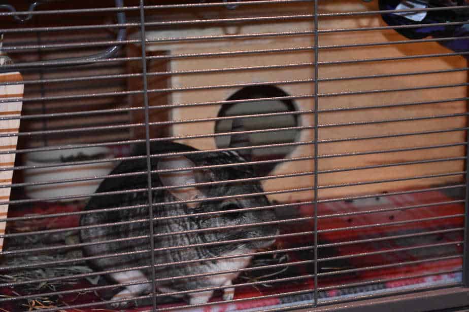 chinchilla roaming in new cage