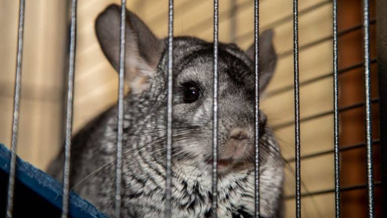 Chinchilla Behavior And Temperament (Surprises And What To Expect)