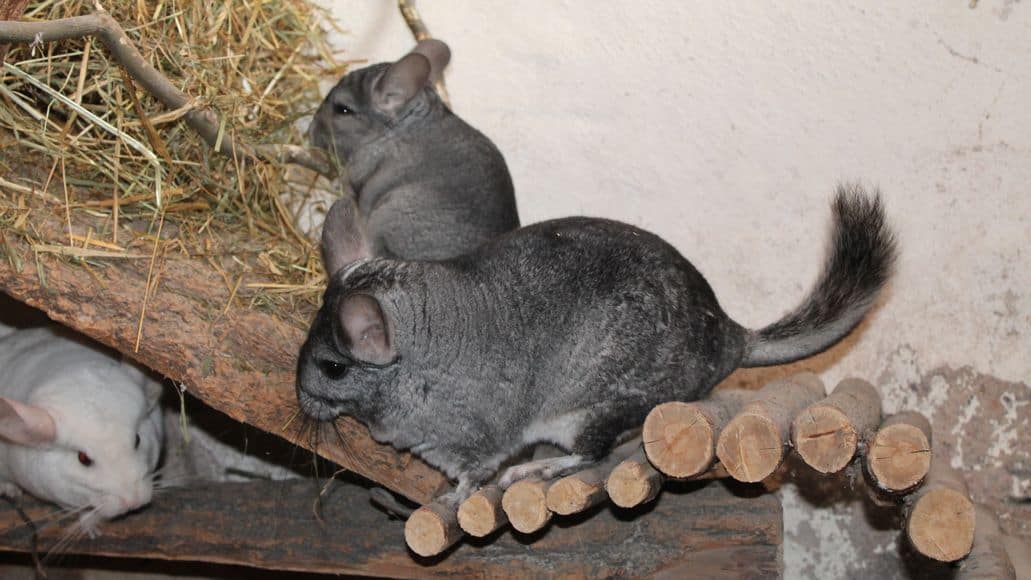 two chinchillas with tails