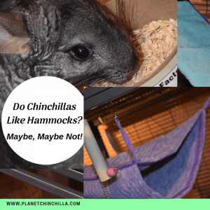 chinchillas like hammocks