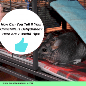 how-can-you-tell-if-your-chinchilla-is-dehydrated