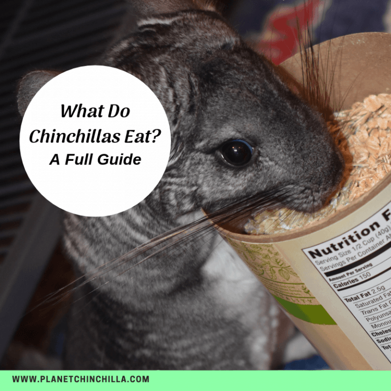 What Do Chinchillas Eat? (Best Chinchilla Diet & Tips)