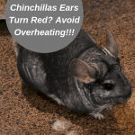 why-do-chinchillas-ear-turn-red