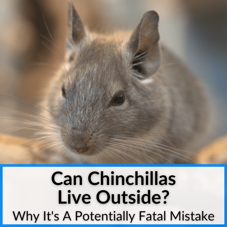 Can Chinchillas Live Outside? (A Potentially Fatal Mistake)