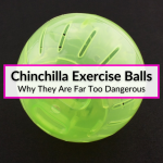 Chinchilla Exercise Balls