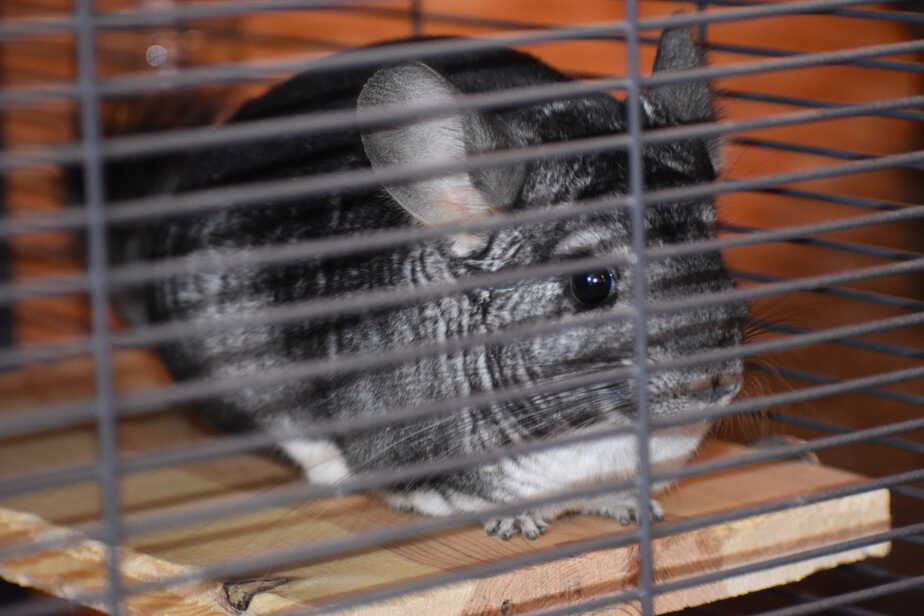 chinchilla climbing inside of her cage