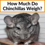 How Much Do Chinchillas Weigh