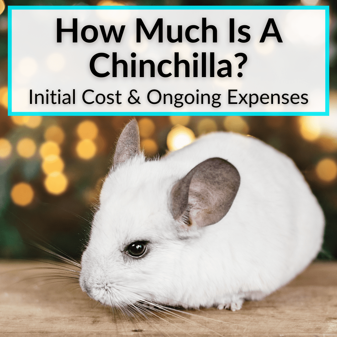 How Much Is A Chinchilla