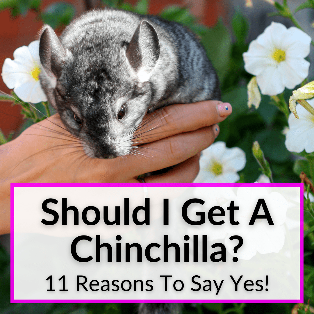 Should I Get A Chinchilla