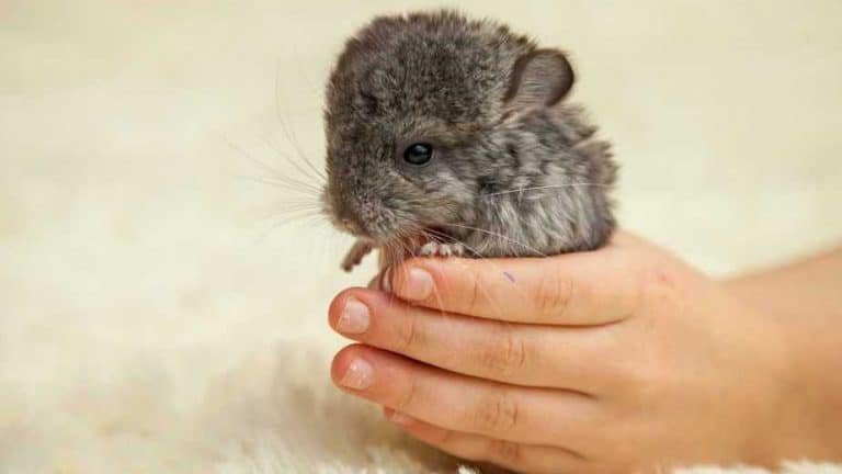 Chinchilla Behavior And Temperament (Surprises And What To Expect)