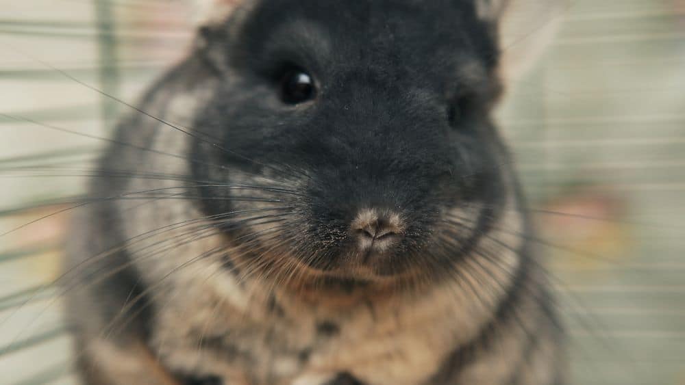 chinchilla that does not have lice