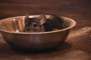 chinchilla dust bath