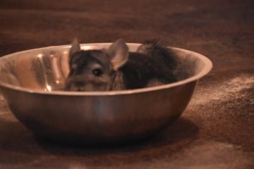 How To Give A Chinchilla A Dust Bath (Step By Step Guide)