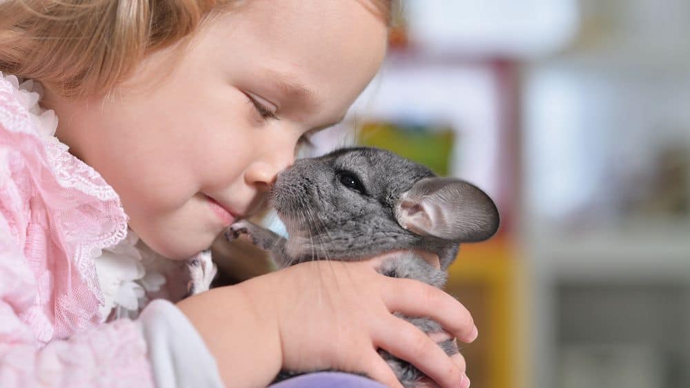 toddler showing affection to chinchilla