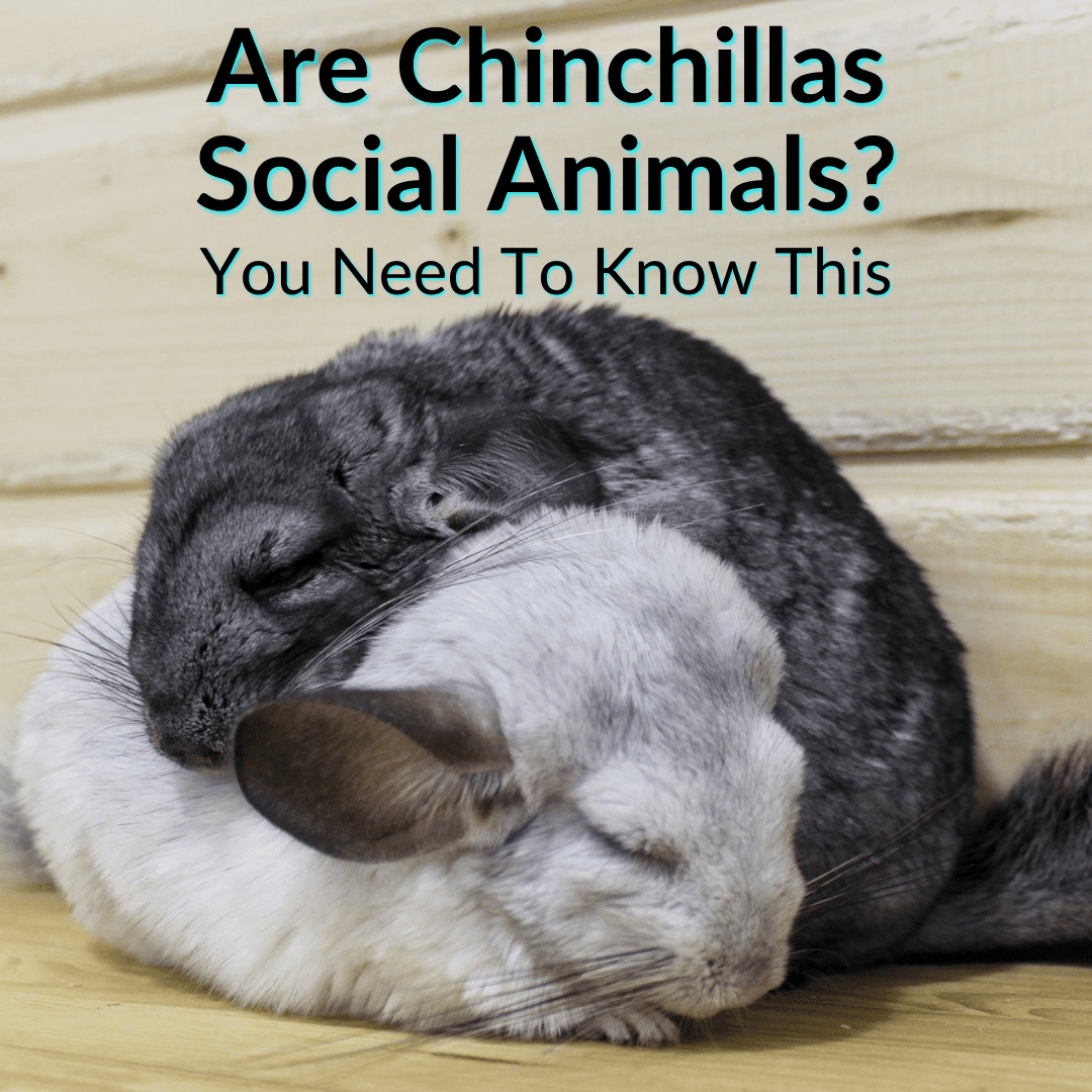Are Chinchillas Social Animals