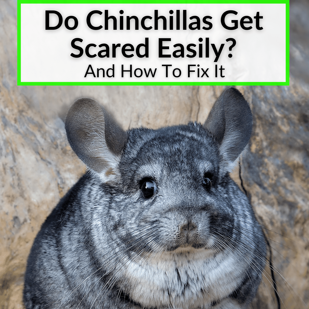 Do Chinchillas Get Scared Easily