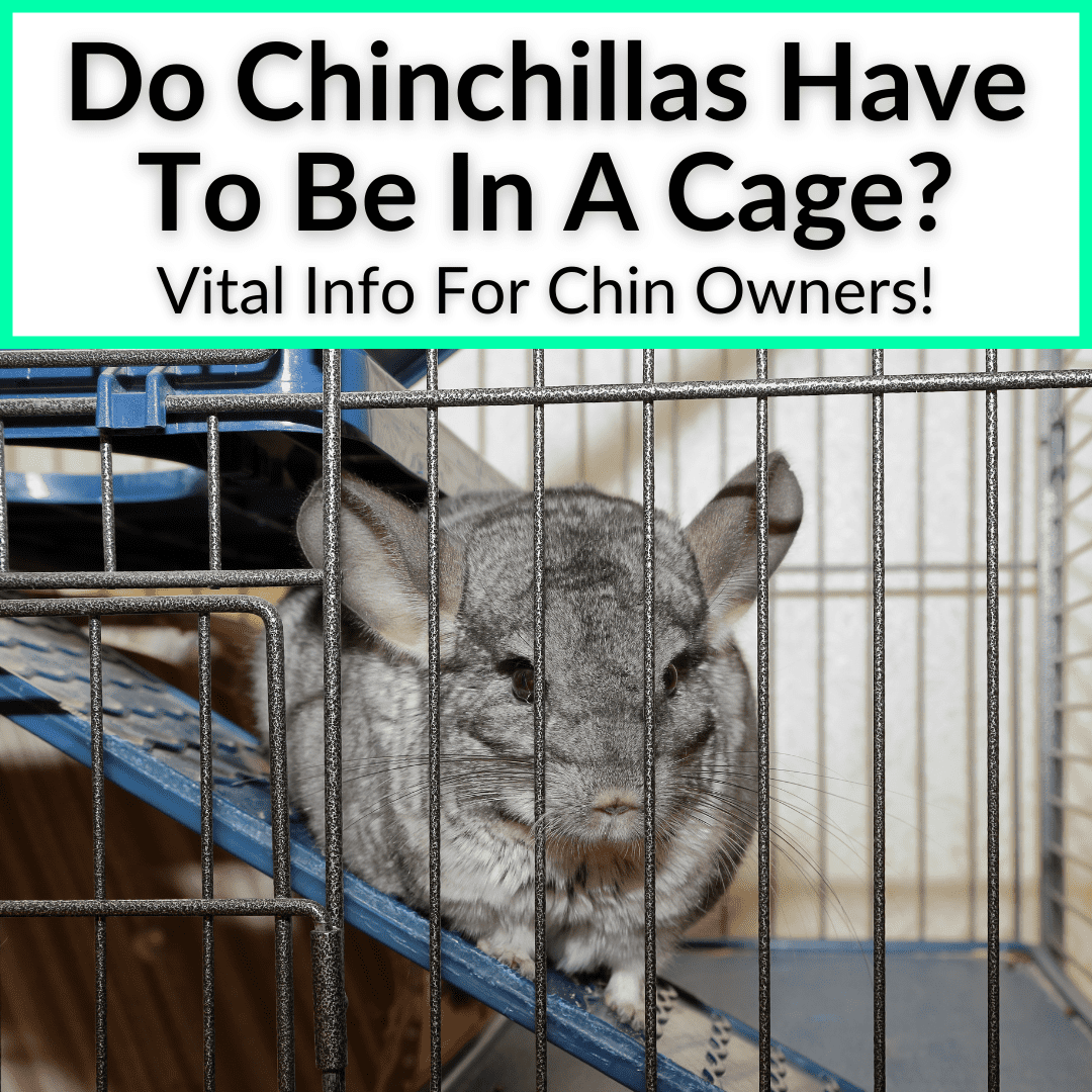 Do Chinchillas To Be In A Cage? (Vital Info For Chin Owners!)