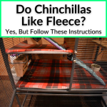 Do Chinchillas Like Fleece