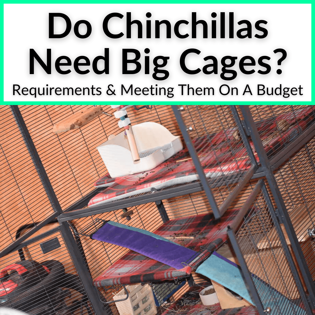 Do Chinchillas Need Big Cages