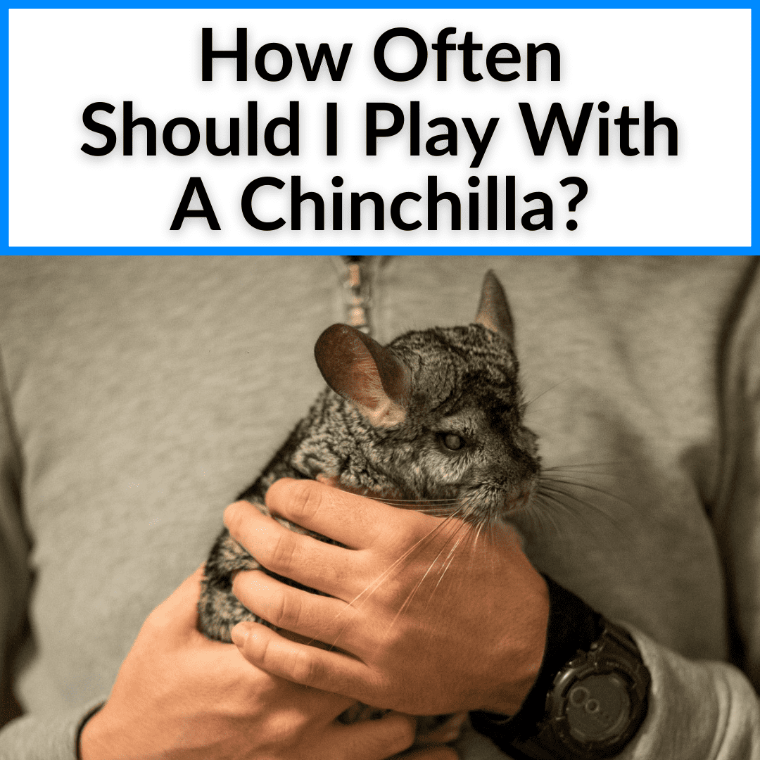 How Often Should I Play With A Chinchilla