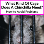 What Kind Of Cage Does A Chinchilla Need