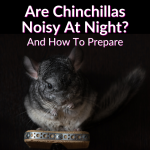 Are Chinchillas Noisy At Night